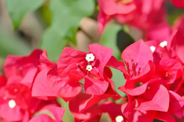 Bougainvillea or paper flower , red paper flower or red flower