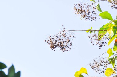 Tectona grandis, Tik ya da LAMIACEAE ya da meşe ağacı ya da tik ağacı tohumu ağacı ve meşe ağacı