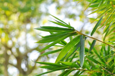 Bambu, GRAMINEAE veya POACEAE veya Bambusa arundinacea Willd veya Thorn Bamboo veya Dikenli Bambu veya Bambusa vulgaris schrad veya Feathery Bamboo veya Dendrocalamus strictus Nees