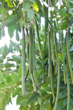 Cassia fistula, LEGUMINOSAE CAESALPINIOIDEAE veya Pudding Pine veya Indian Laburnum veya ağaçtaki Altın Duş tohumu