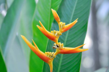 Heliconia psittacorum veya Cennet Kuşu, Strelitzia reginae veya Sterliziaceae çiçeği veya sarı çiçek
