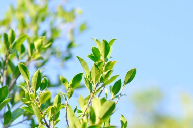 banyan ağacı veya Ficus annulata veya fius bengalensis bitkisi ve gökyüzü arka planı