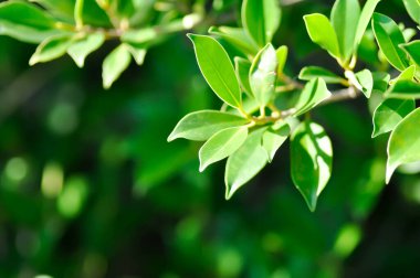 banyan ağacı veya Ficus annulata veya fius bengalensis bitkisi