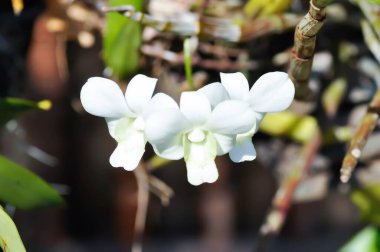 orkide veya beyaz orkide, Dendrobium sp veya ORCHIDACEAE