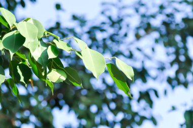 Ficus Hughina L, Moraceae veya Altın İncir veya Ağlayan İncir ve gökyüzü arkaplanı