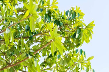 Dita, Şeytan Ağacı veya Alstonia Bursu ve gökyüzü geçmişi