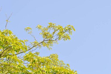 Dita, Şeytan Ağacı veya Alstonia Bursu ve gökyüzü geçmişi