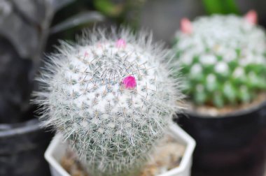 Mammillaria carmenae, Mammillaria veya kaktüs veya sulu veya pembe çiçekli Mammillaria carmenae.