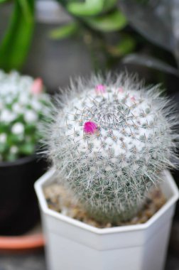 Euphorbia veya Euphorbia mayurnathanii, Euphorbia lactea veya Euphorbia lacei Craib plant