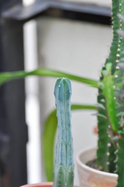 ERIOCEREUS Harrisia jusbertii or cactus , Fairytale castle or Cereus peruvianus or succulent