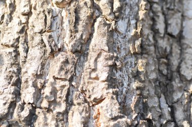 Ağaç kabuğu veya kabuğu, Alstonia bursu veya APOCYNACEAE veya Şeytan Ağacı veya Beyaz Cheesewood veya Şeytan Kabuğu veya Kara Tahta Ağacı veya kabuk arka planı