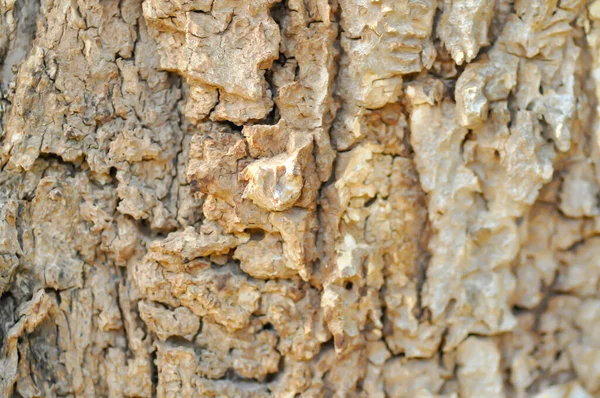 tree bark or bark , Alstonia scholaris or APOCYNACEAE or Devil Tree or White Cheesewood or Devil Bark or Black Board Tree or bark background