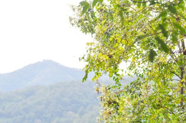 Mantar ağacı, Hint mantar ağacı veya Millingtonia hortensis Linn veya BIGNONIACEAE ve dağ manzarası
