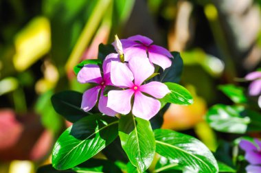 Ludwigia Adscendens, Batı Hindistan paeriwinkle veya pembe çiçek veya mor çiçek