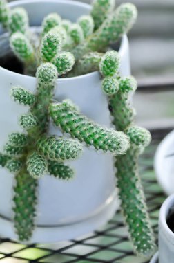 Mammillaria Elongata, Lady Finger Kaktüsü, Mammillaria kaktüsü veya sulu bitki