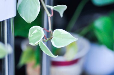 Peperomia, Peperomia Hoffmanii veya peperomia nitida veya peperomia scandens veya Peperomia Scandens Variegata bitkisi veya iki renkli bitki