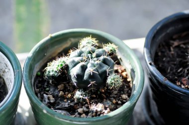 Gymnocalycium damsii v tucavocense, gymnocalycium damsii sssp or cactus or succulent