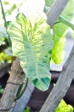 Paraiso Verde veya Philodendron paraiso verde veya yemyeşil cennet veya Philodendron paraiso veya iki renkli bitki