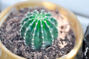 Echinopsis oxygona, Echinopsis Gökkuşağı Patlamaları veya Echinobivia Gökkuşağı Patlamaları veya Echinopsis kaloklorası, Goloden Echinopsis kaloklorası veya kaktüsü