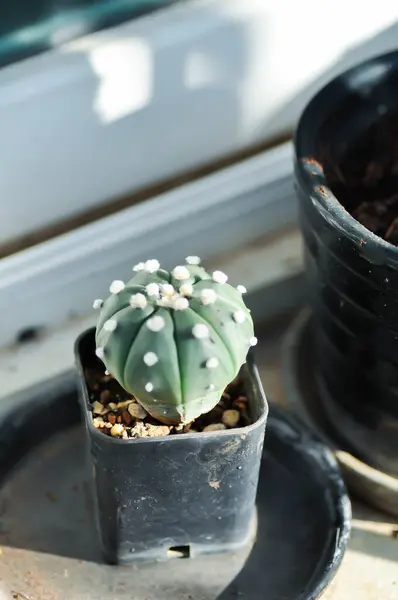 Kaktus Blomkrukan Eller Astrophytum Eller Saft — Stockfoto