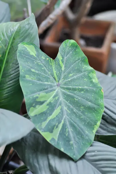 stock image Colocasia esculenta, Lemon Lime Gecko or Colocasia or bicolor plant