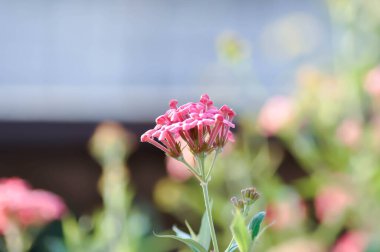 Panama Gülü, Araknothryx Löcophylla veya pembe çiçek