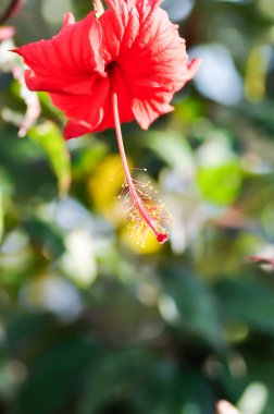 Çin gülü veya Hibiscus veya Hibiscus rosa sinensis veya Hibisceae veya Malvaceae, kırmızı amber çiçeği veya kırmızı çiçek