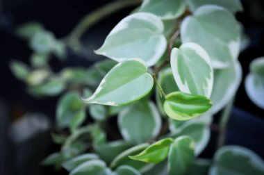 Peperomia tarayıcıları veya Peperomia Hoffmanii veya peperomia nitida veya peperomia tarayıcıları veya Peperomia Scandens Variegata bitkisi