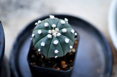 cactus in the flower pot or Astrophytum or succulent clipart