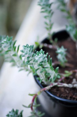 Portekiz werdermannii veya Portulaca, Moss Rose veya Sun Plant veya Sun Rose veya purslane veya pussley çiçek bitkisi