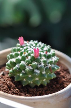 Mammillaria or Mammillaria erusamu f or rebutia minuscula with pink flowers or cactus or succulent clipart