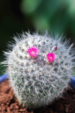 Mammillaria carmenae ,Mammillaria or cactus or succulent or Mammillaria carmenae with pink flowers clipart