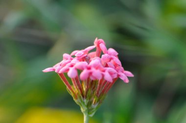Panama Rose ,Arachnothryx leucophylla or Arachnothryx leucophylla Kunth Planch or RUBIACEAE and pink flower clipart