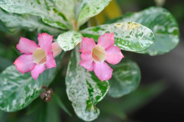 Çöl gülü, Impala zambağı veya adenyum obesum veya Roem ve Schult veya Impala Zambağı veya Pembe Bignonia veya Sahte Azalea veya pembe çiçek