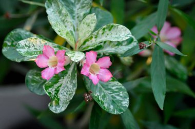 Çöl gülü, Impala zambağı veya adenyum obesum veya Roem ve Schult veya Impala Zambağı veya Pembe Bignonia veya Sahte Azalea veya pembe çiçek