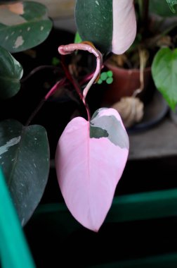Philodendron, Philodendron Pembe Prenses veya iki renkli bitki veya pembe ve yeşil bitki veya pembe yaprak