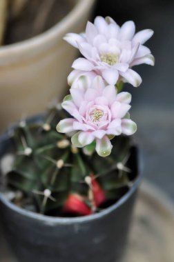 Gymnocalycium, Gymnocalycium mihanovichii veya gymnocalycium mihanovichii çiçekleri veya kaktüs çiçekleri ile çeşitlendirilmiş.