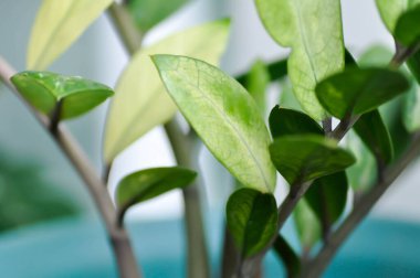 Zamioculcas zamifolia, Zanzibar Gem veya ARACEAE veya zamioculcas zamiifolia variegata veya bicolor zamioculcas zamiifolia veya beyaz yaprak