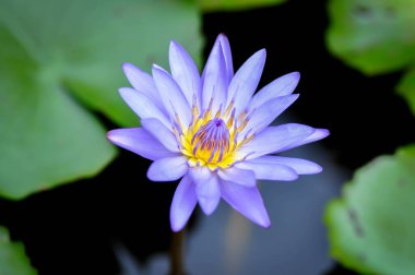 Lotus veya floresan mor nilüfer veya menekşe nilüfer çiçeği.