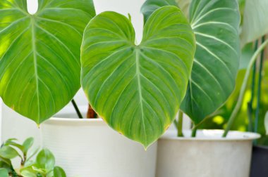 Philodendron Gloriosum, Philodendron saksısı