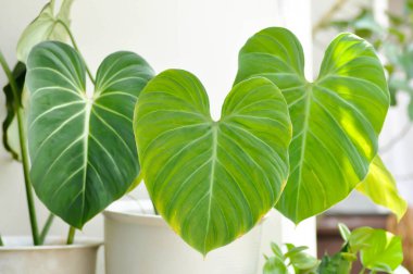 Philodendron Gloriosum, Philodendron saksısı