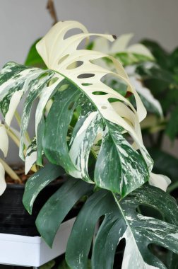 Monstera Albo or Monstera, Herricane plant or Swiss cheese or bicolor Monstera or bicolor leaf clipart