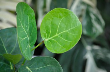 Coccoloba uvifera, Deniz üzümü veya POLİYAE veya yuvarlak yaprak