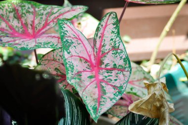 Caladium, Caladium Bicolor Vent ya da Caladium bicolor ya da bicolor fabrikası