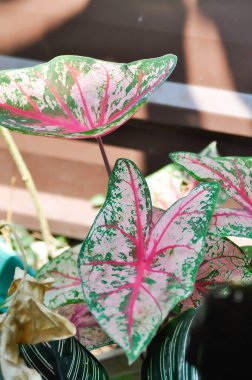 Caladium, Caladium Bicolor Vent ya da Caladium bicolor ya da bicolor fabrikası