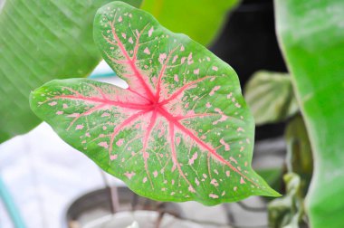 Caladium, Caladium Bicolor Vent ya da Caladium bicolor ya da bicolor fabrikası