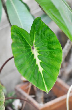 Colocasia çeşitli, Colocasia esculenta Nancys İntikam veya Colocasia nancys intikam veya iki renkli bitki