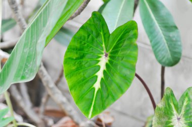 Colocasia çeşitli, Colocasia esculenta Nancys İntikam veya Colocasia nancys intikam veya iki renkli bitki