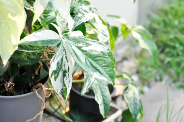 Syngonium podophyllum, Arrowhead Vine veya Goosefoot Plant veya Araceae bitkisi