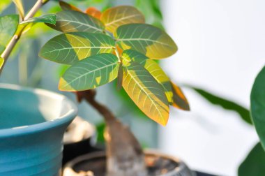 Phyllanthus mirabilis, Phyllanthaceae veya Phyllanthus bitkisi